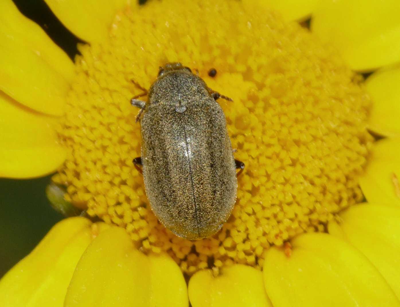 Mycterus sp.